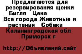 Предлагаются для резервирования щенки Бигля › Цена ­ 40 000 - Все города Животные и растения » Собаки   . Калининградская обл.,Приморск г.